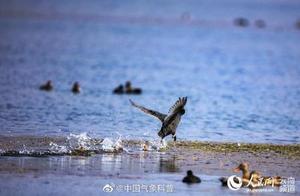 Three Critically Endangered Blue-Headed Ducks Spotted in Yunnan