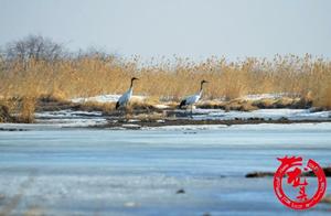 Xingkai Lake Nature Reserve Welcomes Large Flock of Migratory Birds, Observing Over 40,000 Birds in a Day