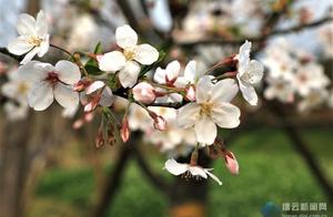 Bright Spring Sunshine, Come Stroll Along the Lishui Cherry Blossom Greenway