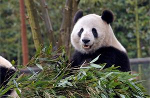 Why are Giant Pandas Not Afraid of Tigers and Lions? Netizens: First, Clarify What Their Ancestors Did