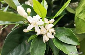 China's Green Paradise: Enjoy the Blossoms of Ming! It's Springtime!