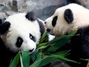 German Zoos Request €10 Million from Chancellor Merkel for Animal Care