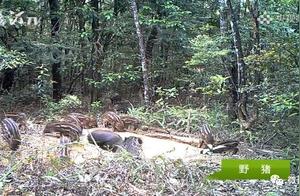 Wow! Tingjiangyuan Wild Boar 'Bathing' - Have You Seen This? Infrared Camera Footage of Wild Animals' Happy Habitat