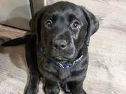 Deaf Brother Adopts Deaf Dog, Communicates with Gestures, Heartwarming and Moving