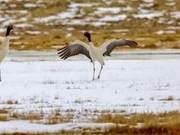 WildlifeMigratory Birds Returning North, Joergai, Sichuan Welcomes ‘Spring’