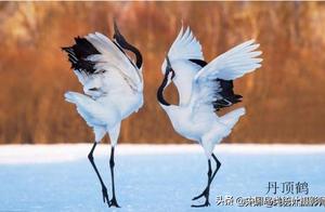 China has 9 Species of Cranes for Appreciation and Identification