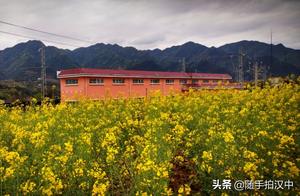 Han Zhong: Fields of Rapeseed Flowers (My Hometown)