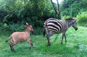 Rare Animal Discovered in Kenya: Like a Zebra and a Donkey, But What to Call It?!