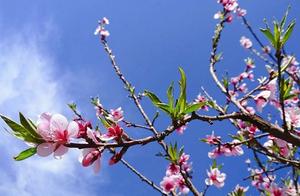 Spring in Jinning: Peach Blossoms in March