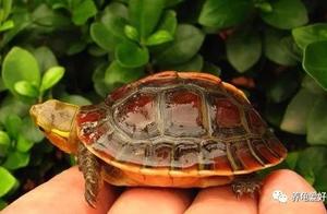 Why Do People Love Yellow Margin Turtles? What's Their Charm?