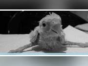 How to Prevent Young Birds from Developing Curved Legs and How to Correct This Condition Promptly to Potentially Cure It