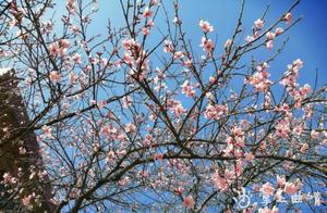 Zhenyì Bǔlè: Spring Arrives, Flowers are Most Beautiful