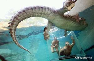 A 5.1-Meter Ferocious Crocodile Swimming, a ‘Zero-Distance Appearance’ – Would You Dare?