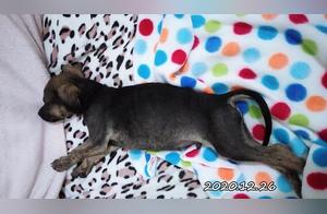 Owner Takes Pictures of Puppy, Discovers Unexpected Transformation: From Black Dog to White Tabby Dog