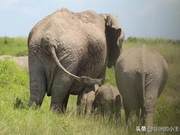 Rare! Twin Elephant Calves Born in Amboseli! Debunking Rumors! Lion Roaming the Port is Not in Africa