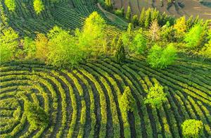Nine Holes Sky Scenic Beauty Tea and Fragrant Aroma: Successful Integration of Agriculture and Tourism