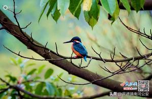 Swallows Gather in Dagushan, Jiangxi
