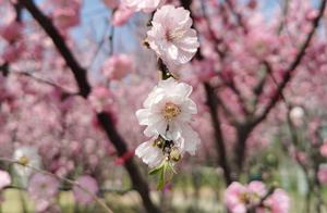 Spring Flower Viewing Guide | The Most Beautiful Spring Scenery in Handan