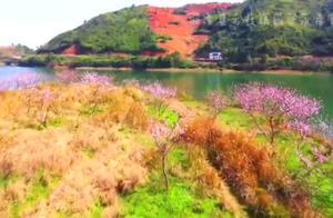Shangtan County, Shigu Town: Peony Paradise – Peonies Blooming Before the Leaves