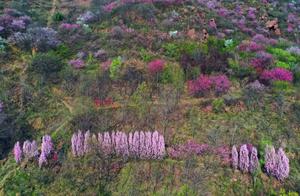 Spring Arrives in Weidong; Epidemic Subsides and Flowers Bloom