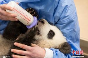 German Zookeeper Feeds Newborn Giant Panda Cubs - Absolutely Adorable!