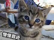 Man Encounters Stray Cat at Construction Site; Kitten Shows Courage, No Longer Lives on the Streets