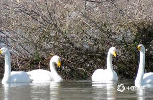 Spring River Warms! Swans and Water Birds Frolic on the Yellow River in Qinghai and Deqing