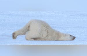 Funny GIFs, Cute Animals – Let's Treat Them Well!