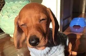 When Dogs Smile, What an Exquisite Little Cutie!
