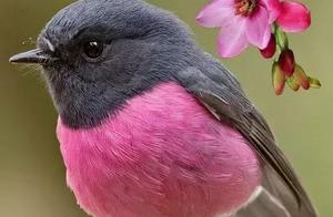 Rare and Diverse Birds, So Beautiful!