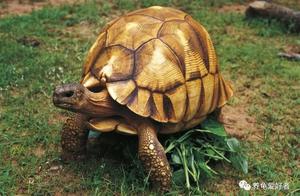 What is 'Pinliang'? How to Evaluate the Quality of Turtles?