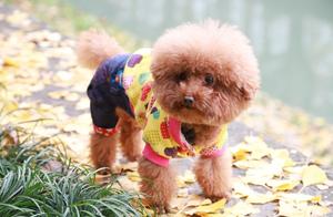 5 Reasons for Yellow Urine in Teddy Dogs (Poodle)