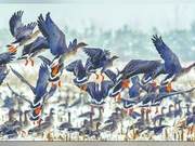 Ten Thousand Migratory Birds Flock to Miyun Reservoir