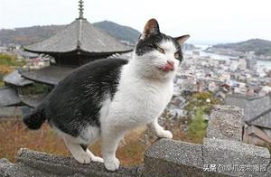 Lucky Box at Japanese Temple Reveals ‘Money Cat’! But Wealth-Attracting Ability Questioned