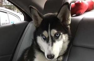 Seeing a Husky 'Obediently Sitting in the Back Seat' When Opening the Car Door: He Reacted Seconds Later: I Don't Even Own a Dog!