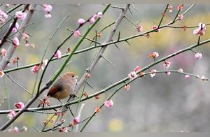 Brown-headed Paradoxurus (Zhangjiagang Newnan Community)