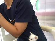 Introducing a New Species of Feline: The Kangaroo's Enemy – the Pouch Cat