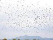 Heta Village Ecological Improvement: Fields Filled with Migratory Birds