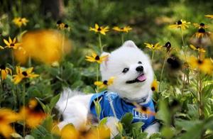 Doing These 6 Things to a Pomeranian Will Drive It Away and Make It Dislike You More