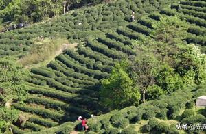 How much of the Longjing Tea from Longjing Village in Hangzhou is Genuine? Locals Say: 'It's Deep'
