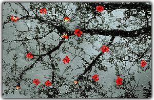 Reading: 'The Plum Blossoms Fade'