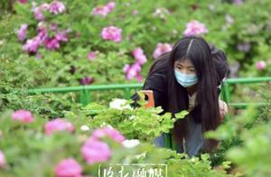 Loyang Peony Park: The Crimson Bloom of a Hundred-Year-Old Peonies