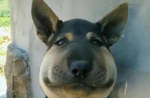 Original Creation: Two Stray Dogs Provoke Bees, Quickly Gain Weight, Check Out These Melancholy Eyes