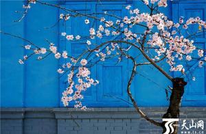 Yining City: Spring on Hexing Street
