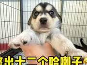 Labrador Harassed by Shiba Inu, Woman Cries Over Puppies Born