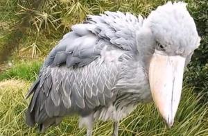 The World's Most ‘Spoiled’ Bird: It Bows to People and Even Plucks Its Own Feathers to Give Away