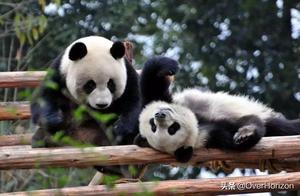 Visiting the Chengdu Panda Base: Why Don't I Go to the Zoo?