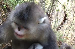Good News! Four More Yunnan Golden Monkey Babies Added to Xianguguqing