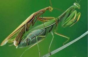 Why Does the Female Praying Mantis Eat the Male When She Eats the Male Praying Mantis?