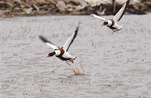 Huihe National Nature Reserve Welcomes First Batch of Migratory Birds Returning